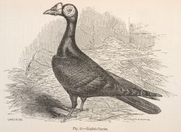 English Carrier pigeon.