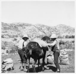 Loading potatoes on horseback Corgando la papa en la cosecha