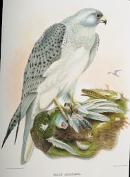 Falco candicans.: Drawn from Nature by J. Wolf, London 1868.: Bowen & Co. lith. and col. Phila da.