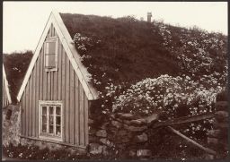 In older Reykjavík. House covered with chamomile 