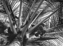 Coconut tree, Salinas, Puerto Rico