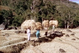 Householders carrying paddy straw from fields