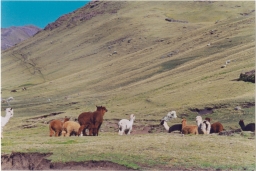 Alpacas grazing, La Unión