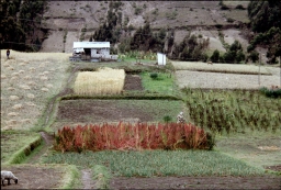 Hillside agriculture