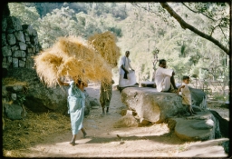 Householders transporting paddy straw to main settlement after harvest