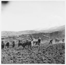 Harvesting potatoes with ox-drawn plows Papas- chullán