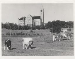 Cows on Libe Slope, with Uris Library and McGraw Tower in the background.