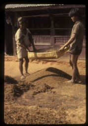 manisharu kodoko bhus nifandai (मानिसहरु कोदोको भुस निफन्दै / People Winnowing the Chaff of Millet)