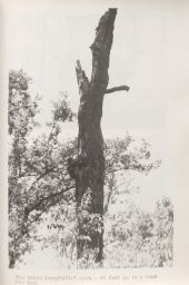 The third Ivorybill's nest,--45 feet up in a dead Pin Oak