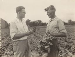 W.S. Wilson of Interlaken, Seneca Co., & County Agent D.M. Dalrymple looking over field of Japanese Otenski (?) medium white beans & estimating the effect of blight.