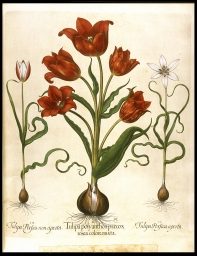 Tulipa polyanthos. . .Tulipa Persica. . . [Tulips] (from Besler, Hortus)