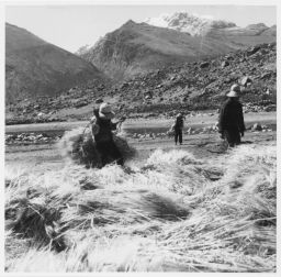 Vicosino carries barley on his back Cebada- Ysmush