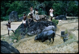 Water buffalo fight in paddy land stubble