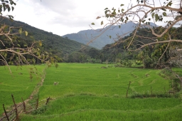 Sown paddy lands near main settlement