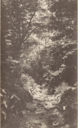 Trees and rocky path