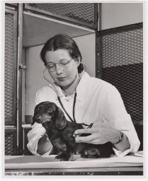 Jean Holzworth, DVM 1950 in CU Vet College Small Animal Clinic