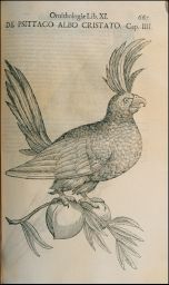De Psittaco Albo cristato: (Gallinaccis gallis solet)  Ornithologiæ Lib. XI.: De Psittaco Albo Cristato Cap. IIII:
