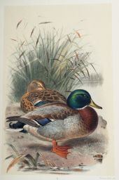 Mallard or Wild Duck, male and female: Anas boschas, Linn.: Mintern Bros., imp.