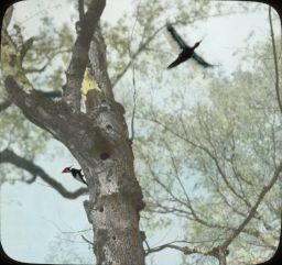 Ivory Billed Woodpecker - (one in flight)
