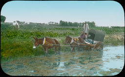 A cart led by donkeys pull a man through a watery field