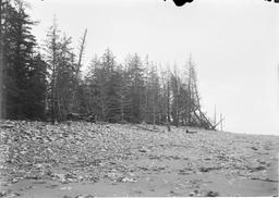 Depressed shore line at edge of forest, Knight Island