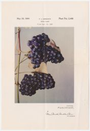 Image of patented grape variety.