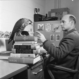 Cornell Professor Tom Cade with peregrine falcon at Ornithology Lab