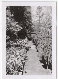 Ralph Hanes estate, bushes and flora along a path