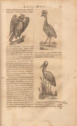 Arca Noe?: Vulture and Ostrich