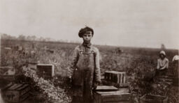 Picking onions, age 12