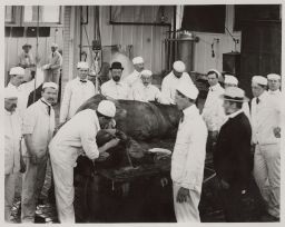 Photo of surgery on a horse's leg.