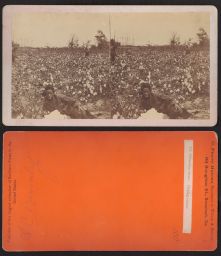 Plantation scene - picking cotton