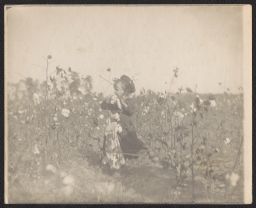 Child in cotton field