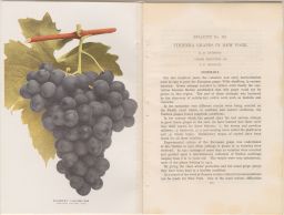 New York State Agricultural Experiment Station, Geneva, N.Y. Vinifera Grapes in New York. Bulletin 432.