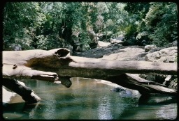 Fallen tree trunk used to traverse Mimure oya