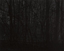 Untitled #21 (Forest) from the portfolio Night Coming Tenderly, Black