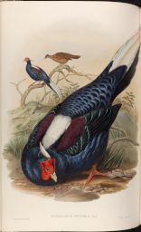 Vol. 7, Plate 16: Euplocamus Swinhoii, Gould (Swinhoe's Fireback)