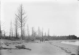 Depressed shore line with trees buried. Knight Isl.