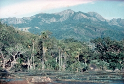 Flooded paddy terraces