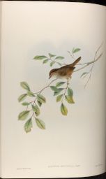 Vol. 3, Plate 66: Alcippe brunnea, Gould (Brown Alcippe)