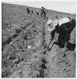 Planting potatoes Papas- chullán