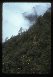 laliguransko jungle (लालीगुराँसको जंगल / Forest of Rhododendrum)