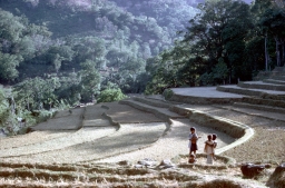Paddy terraces after harvest