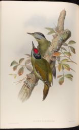 Vol. 6, Plate 35: Gecinus tancolo, Gould (Formosan Green Woodpecker)