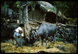 Householder tending to water buffalo