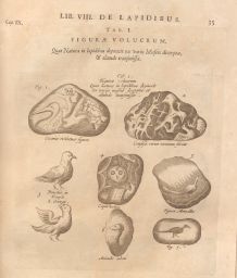 Mundus Subterraneus, 3rd edition: Birds figured in stones