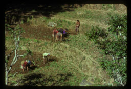 khetalaharu makai bari godadai (खेतालाहरु मकैबारी गोड्दै / Workers Are Hoeing Weeds in the Maize Field)
