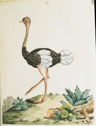 Plate XVI.: The Black Ostrich.: Genus Struthio, Lin. Syst. 265. Ostrich. Pen. Gen. Birds. 57.