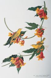 Yellow Warbler [Rathbone Warbler]: Passeriformes Parulidae, Dendroica petechia, 344.