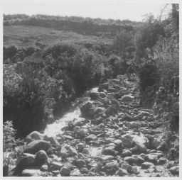 Road with stream alongside Camino con sequia